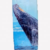Whale Surfboard
